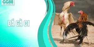 ĐÁ GÀ GG88 - GG88 - hình ảnh - gg88jd.com