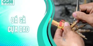 ĐÁ GÀ GG88 - GG88 - hình ảnh - gg88jd.com