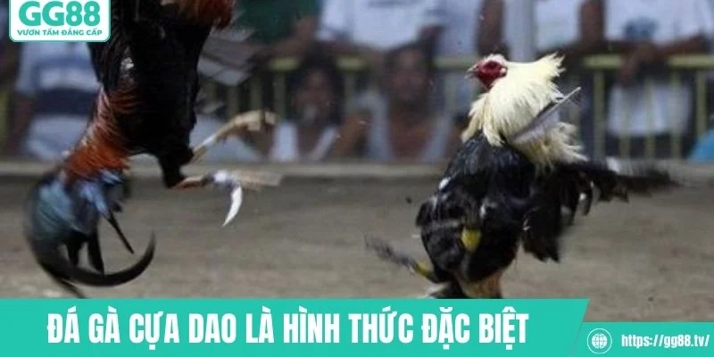 Đá Gà Cựa Dao – Huyền Thoại Sàn Đấu Cực Kỳ Gay Cấn - hình ảnh - gg88jd.com Đá Gà Cựa Dao – Huyền Thoại Sàn Đấu Cực Kỳ Gay Cấn - hình ảnh - gg88jd.com