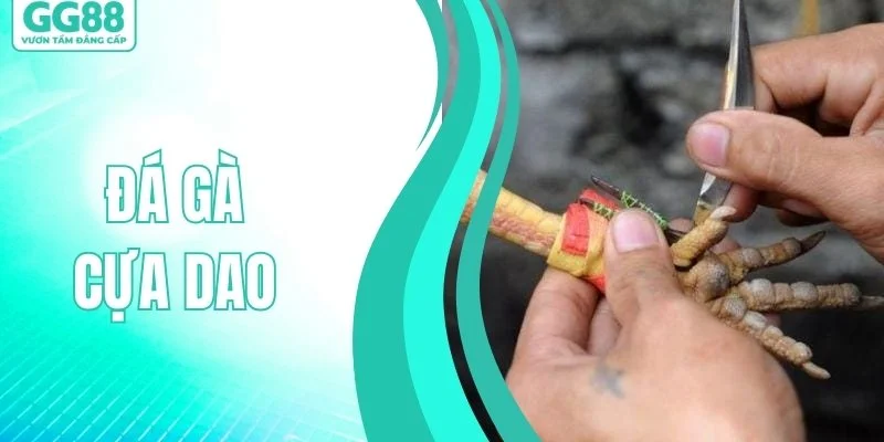 Đá Gà Cựa Dao – Huyền Thoại Sàn Đấu Cực Kỳ Gay Cấn - hình ảnh - gg88jd.com Đá Gà Cựa Dao – Huyền Thoại Sàn Đấu Cực Kỳ Gay Cấn - hình ảnh - gg88jd.com