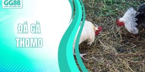 ĐÁ GÀ GG88 - GG88 - hình ảnh - gg88jd.com