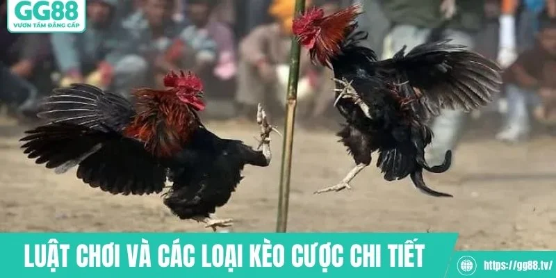 Đá Gà Cựa Dao – Huyền Thoại Sàn Đấu Cực Kỳ Gay Cấn - hình ảnh - gg88jd.com Đá Gà Cựa Dao – Huyền Thoại Sàn Đấu Cực Kỳ Gay Cấn - hình ảnh - gg88jd.com