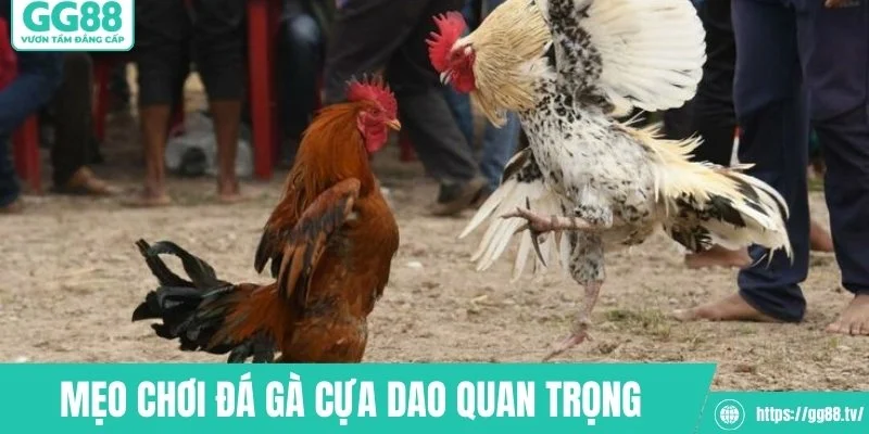 Đá Gà Cựa Dao – Huyền Thoại Sàn Đấu Cực Kỳ Gay Cấn - hình ảnh - gg88jd.com Đá Gà Cựa Dao – Huyền Thoại Sàn Đấu Cực Kỳ Gay Cấn - hình ảnh - gg88jd.com