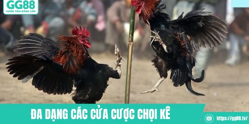 ĐÁ GÀ GG88 - GG88 - hình ảnh - gg88jd.com