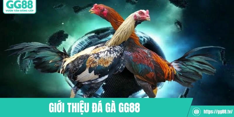 ĐÁ GÀ GG88 - GG88 - hình ảnh - gg88jd.com