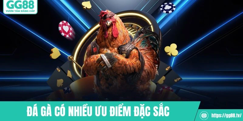 ĐÁ GÀ GG88 - GG88 - hình ảnh - gg88jd.com