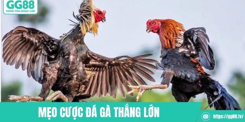 ĐÁ GÀ GG88 - GG88 - hình ảnh - gg88jd.com