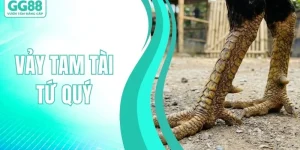 ĐÁ GÀ GG88 - GG88 - hình ảnh - gg88jd.com